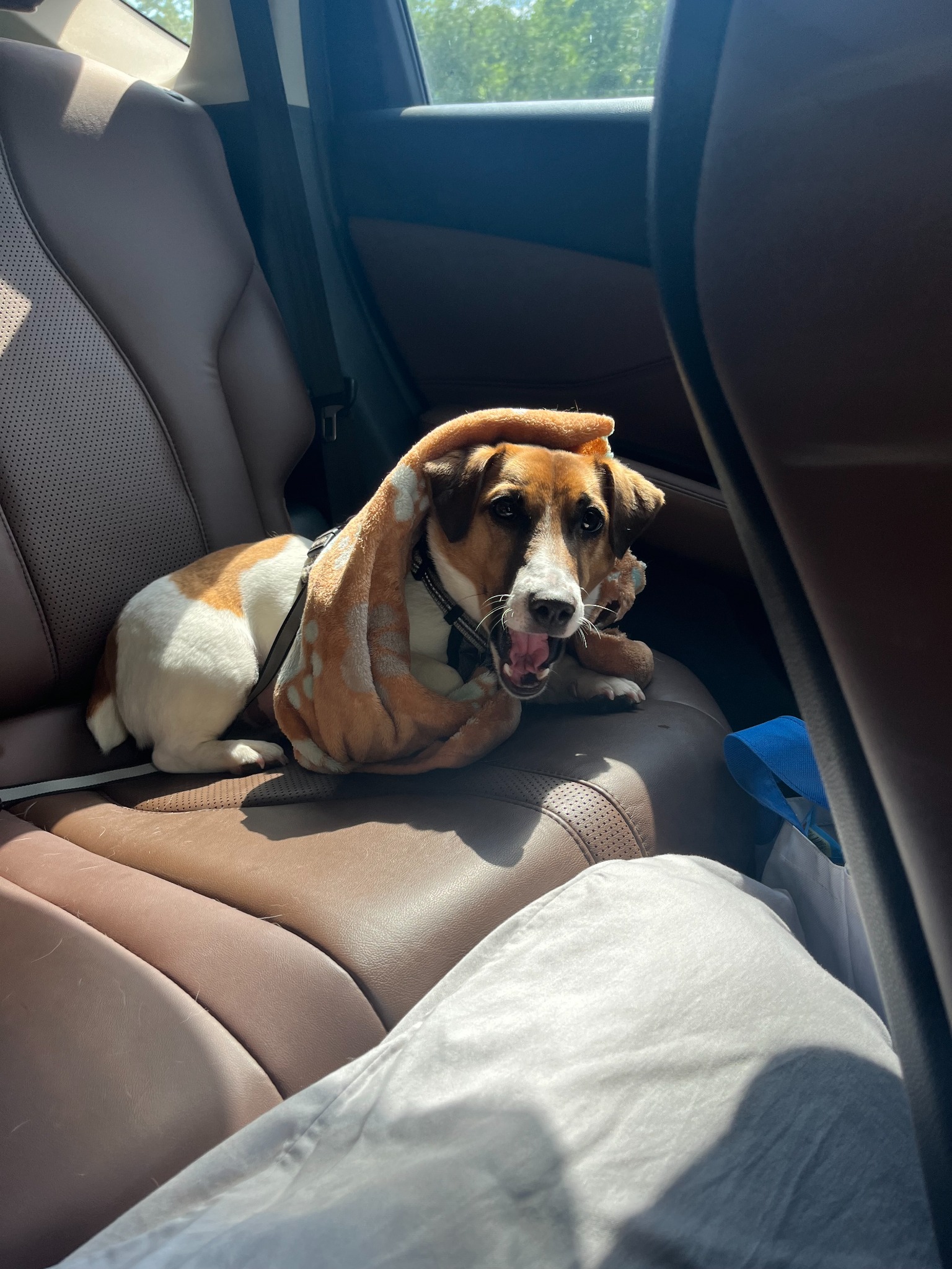 Eric’s dog sitting on a car seat with a soft toy draped over its head.